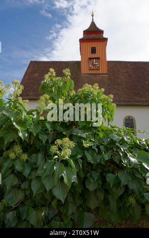 Ivy (Hedera helix), Gottwollshausen, Church, Schwaebisch Hall, Hohenlohe, Heilbronn-Franken, Baden-Wuerttemberg, Germany Stock Photo