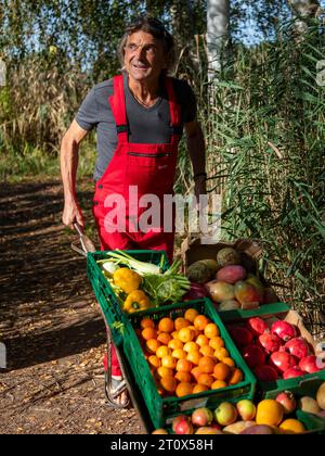 Man in red work trousers pushing wheelbarrow full of different fruits in birch forest, healthy eating, Germany Stock Photo