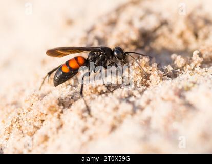 Black-banded spider wasp (Anoplius viaticus), female, sitting in the sun on sandy soil in front of her brood burrow or nest hole, Duenenheide nature Stock Photo