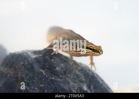 Palmate newt (Lissotriton helveticus), male in water spawning, underwater photo in spawning water, Ratingen, North Rhine-Westphalia, Germany Stock Photo