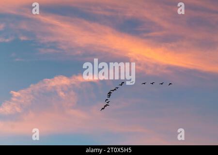 Flock of birds in formation in the sky during sunset with a cloudscape of feather clouds coloring orange against a blue backdrop of the sky Stock Photo