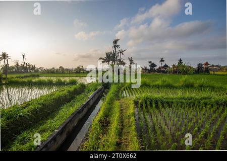 Great fresh rice terraces with water in the morning. View over fish green to a Hindu temple in the morning. Landscape shot on a tropical island in Stock Photo