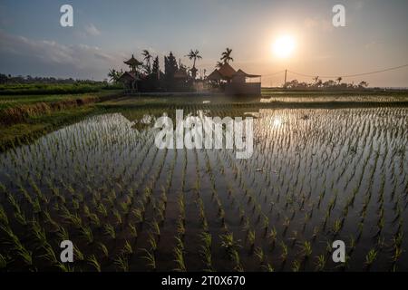 Great fresh rice terraces with water in the morning. View over fish green to a Hindu temple in the morning. Landscape shot on a tropical island in Stock Photo