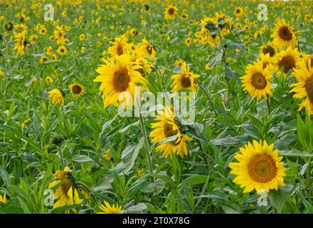 Sunflower field (Helianthus annuus) in Upper Swabia, Baden-Wuerttemberg, Germany Stock Photo