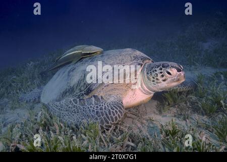 Green turtle (Chelonia mydas) with ship holder (Remora remora), lying on sea grass, sand, Marsa Shona reef dive site, Egypt, Red Sea Stock Photo