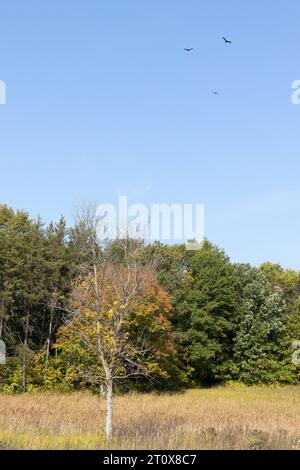 Vultures circling over a  prairie in early autumn in Minnesota. Stock Photo