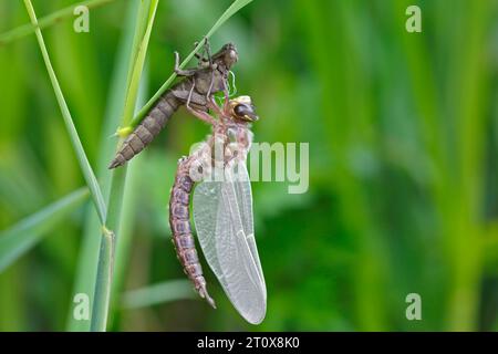 Early reed hunter (Brachytron pratense), imago with exuvium on a reed stalk, after hatching, finished insect, Naturpark Flusslandschaft Peenetal Stock Photo