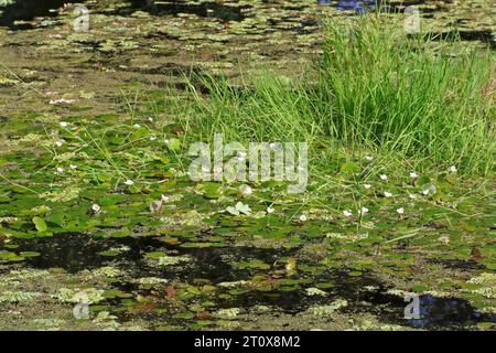 Common frogbit (Hydrocharis morsus-ranae), in flower on a still water body, Naturpark Flusslandschaft Peenetal, Mecklenburg-Western Pomerania, Germany Stock Photo