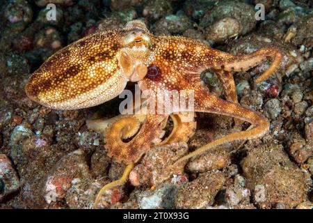 Small venomous octopus (Octopus mototi) Two-ringed octopus with two blue rings camouflages itself with mimicry runs in shallow water over rocky Stock Photo