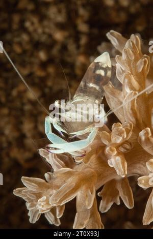 Extreme close-up of splendid partner shrimp (Ancylomenes magnificus) Splendid partner shrimp looks directly at viewer sitting on leather coral Stock Photo