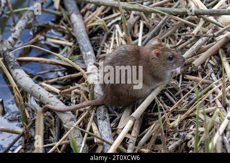 Brown rat eating on a swan's nest Stock Photo