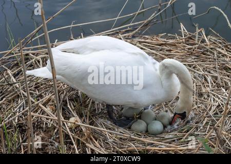 Swans in nest with eggs at French river La Meurthe Stock Photo