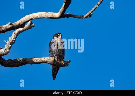 Beautiful Peregrine Falcon perched on dead tree branch at Sacramento National Wildlife Refuge in California, United States Stock Photo