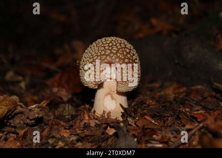 Blusher Mushroom (Amanita rubescens) in British woodland Stock Photo