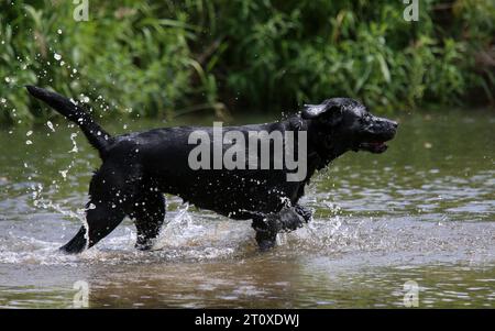 Black Labrador dog running through a river Stock Photo