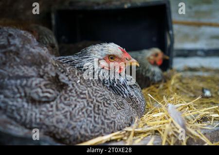 Young Dark Brahma and Lavender Chicken (Gallus gallus) Stock Photo