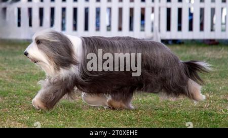 Bearded Collie, or Beardie moving on grass Stock Photo