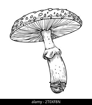 Drawing of Fly Agaric. Hand drawn vector illustration of forest psychedelic Mushroom in linear file. Sketch of magic fungus painted in by black and white colors. Sketch of woodland plant for icon. Stock Vector