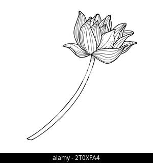 Lotus Flower. Hand drawn vector illustration of water lily in black and white colors. Drawing of Asian plant in line art style. Floral sketch for greeting cards or invitations. Symbol of purity. Stock Vector