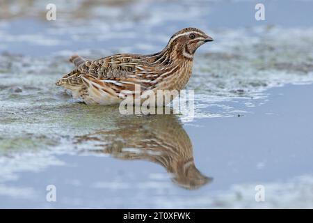 Common Quail (Coturnix coturnix), side view of an adult male crouched in a pool, Campania, Italy Stock Photo
