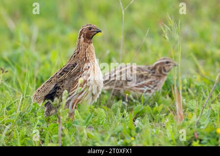 Common Quail (Coturnix coturnix), side view of two males standing on the ground, Campania, Italy Stock Photo