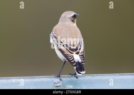 Northern Wheatear (Oenanthe oenanthe), back view of a male in autumn, Campania, Italy Stock Photo