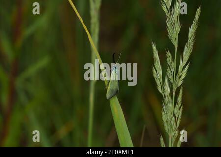 Žalys Adscita statices Family Zygaenidae Genus Adscita Green forester moth wild nature insect photography, picture, wallpaper Stock Photo