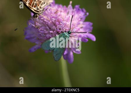 Žalys Adscita statices Family Zygaenidae Genus Adscita Green forester moth wild nature insect photography, picture, wallpaper Stock Photo