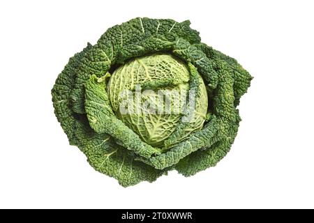 Top view of raw savoy cabbage isolated on white background Stock Photo