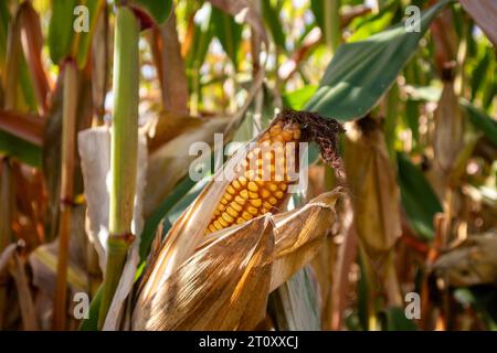 Dried ears of corn on corn stalks close up Stock Photo