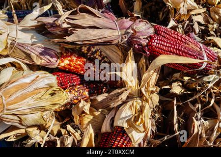 Decorative red and multicolor dried ears of corn on a farm stand during autumn Stock Photo