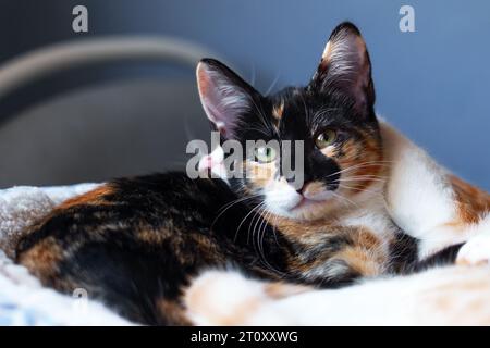 Adorable little tortoiseshell kitten close up with a ginger cat friend in a veterinary clinic Stock Photo