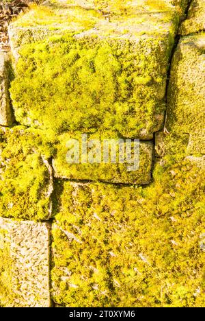 Moss Growing on Rock Wall Stock Photo