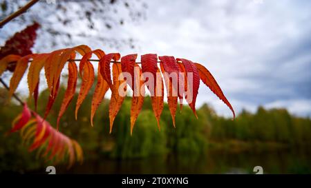 Red sumac tree leaves in autumn forest close up Stock Photo