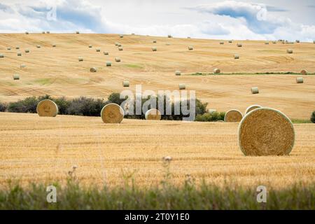 Round Hay bales on the open prairies after fall harvest in Rocky View County Alberta Canada. Stock Photo