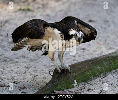 Osprey bird close-up front view perched with blur background displaying brown feathers, spread wings, eyes, beak, talons, in its habitat surrounding. Stock Photo