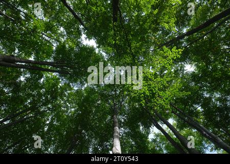 Forest, lush foliage, tall trees at summer - photographed from below Stock Photo
