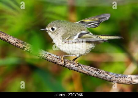 Ruby-crowned kinglet during fall migration Stock Photo - Alamy