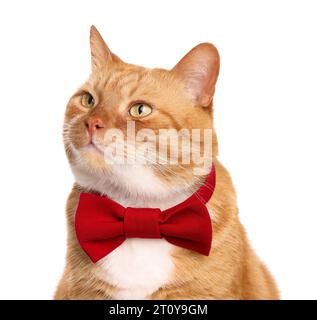 Cute cat with red bow tie isolated on white Stock Photo