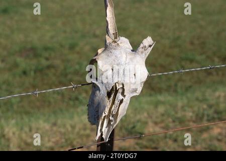 A Sun bleached white animal skull with a broken horn on a Farm fence post. Stock Photo