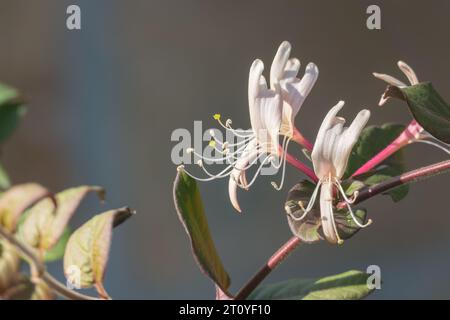 Close up view of lonicera white flowers with direct sunlight outdoors Stock Photo