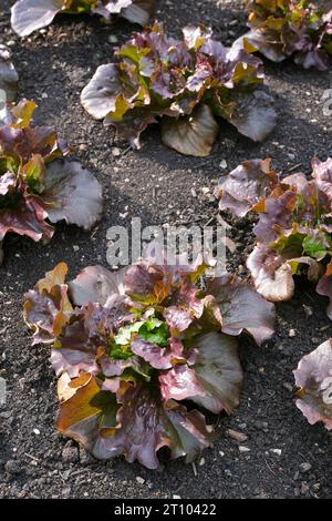 Lactuca sativa Red Iceberg Sioux, lettuce Red Iceberg Sioux, iceberg lettuce with darker red leaves growing in prepared soil Stock Photo