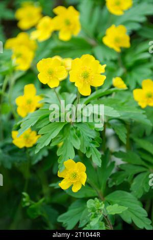 Anemonoides ranunculoides, yellow anemone, yellow wood anemone, buttercup anemone, single yellow flowers in early spring Stock Photo