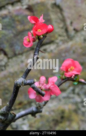 Ornamental Quince, Chaenomeles speciosa umbilicata,  5-petaled single dark pink flowers In late winter/ early spring Stock Photo