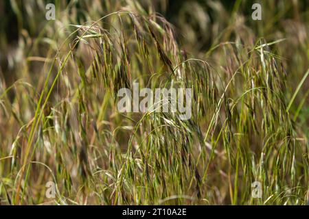 The plant Bromus sterilis, anysantha sterilis, or barren brome belongs to the Poaceae family at the time of flowering. wild cereal plant Bromus steril Stock Photo