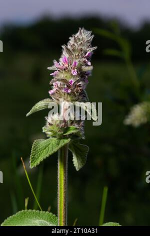 Pink flowers of Downy woundwort. Stachys germanica ssp. Germanica. Stock Photo