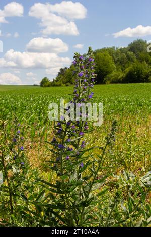 Echium vulgare. beautiful wildflowers. blue flowers, summer floral background. close-up. bokeh. beautiful nature. blooming meadow in sunny weather. Stock Photo