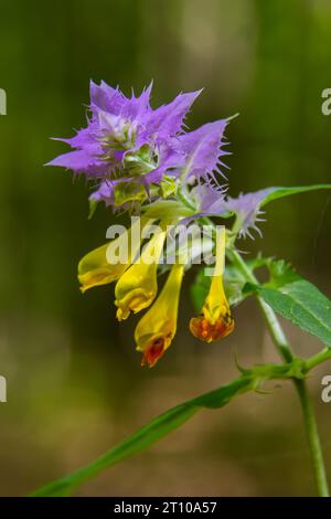 Wood Cow-wheat Melampyrum nemorosum flower on a blurred background. Stock Photo