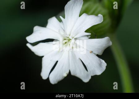 a beautiful white campion flower Silene latifolia in full summer bloom. Stock Photo