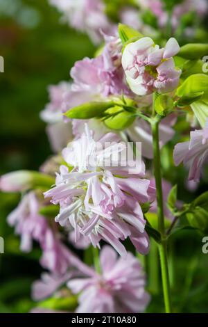 Saponaria officinalis white flowers in summer garden. Common soapwort, bouncing-bet, crow soap, wild sweet William plant. Stock Photo